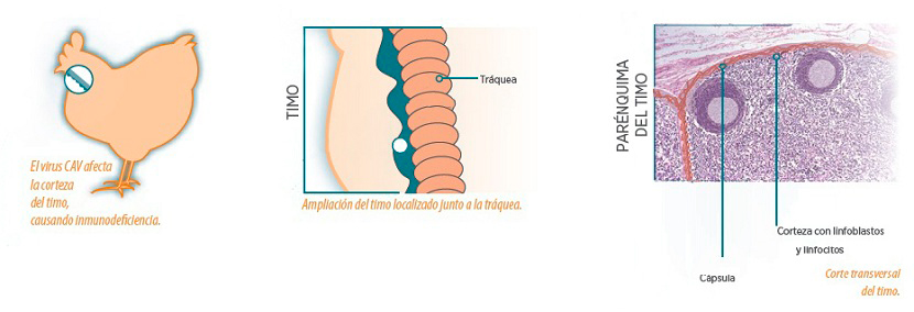 Figura 5. Proceso de ampliación y localización de los linfoblastos que se encuentran en la corteza del timo