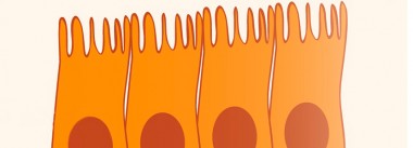 Imagen Revista Salud intestinal. La base para unas óptimas producciones