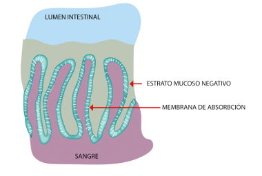 lumen-intestinal