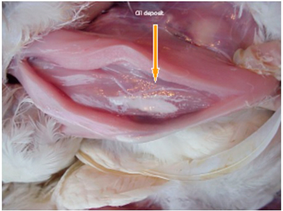 Aplicación correcta de una vacuna inactivada en los músculos de la pechuga de un ave vacunada