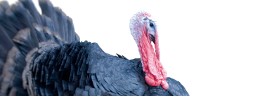 Producción de pavos comerciales y desafíos sanitarios de mayor frecuencia en Latinoamérica