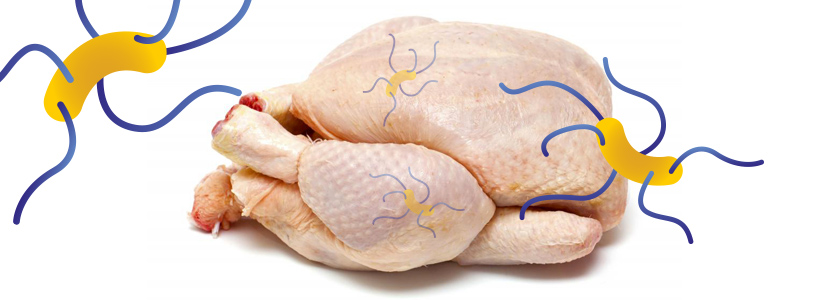 Intervenciones para disminuir la presencia de salmonella en carne de pollo