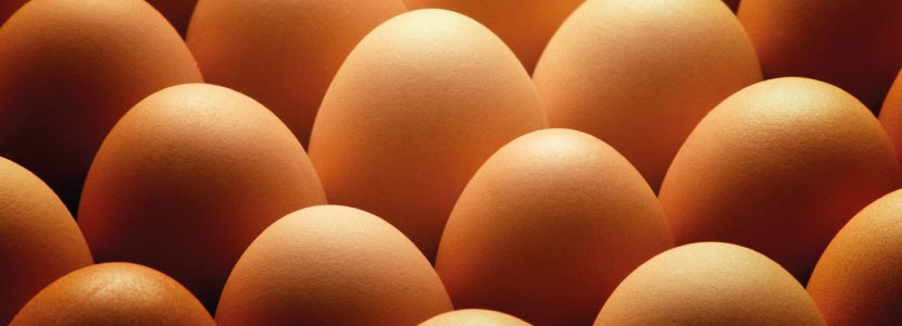 ovos contaminados segurança alimentar na produção de ovos