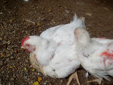 Síndrome de cabeza hinchada en pollos de 35 días
