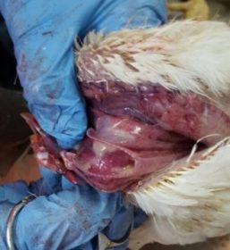Traqueítis pollo de engorde 43 días