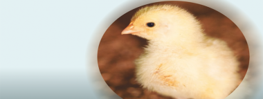 Imagen Revista Mediciones de broilers de 1 día de edad para determinar la precisión de la vacuna al primer día