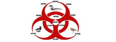 Bioseguridad frente a gripe Aviar