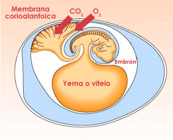 Membrana corioalantoidea y embrión