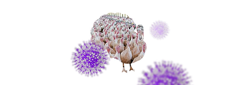 Influenza aviar en pavos