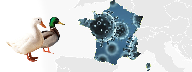 Estrategia de erradicación de influenza aviar en Francia