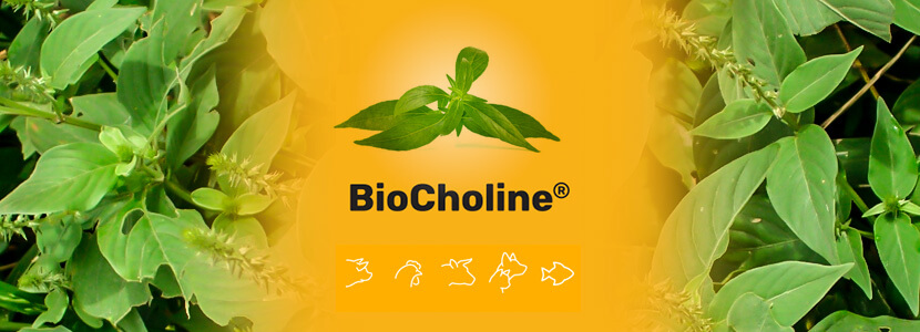 BioCholine, fuente natural de colina