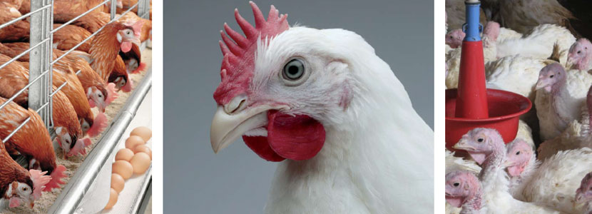 Utilización de Zooallium moltura en gallinas ponedoras industriales