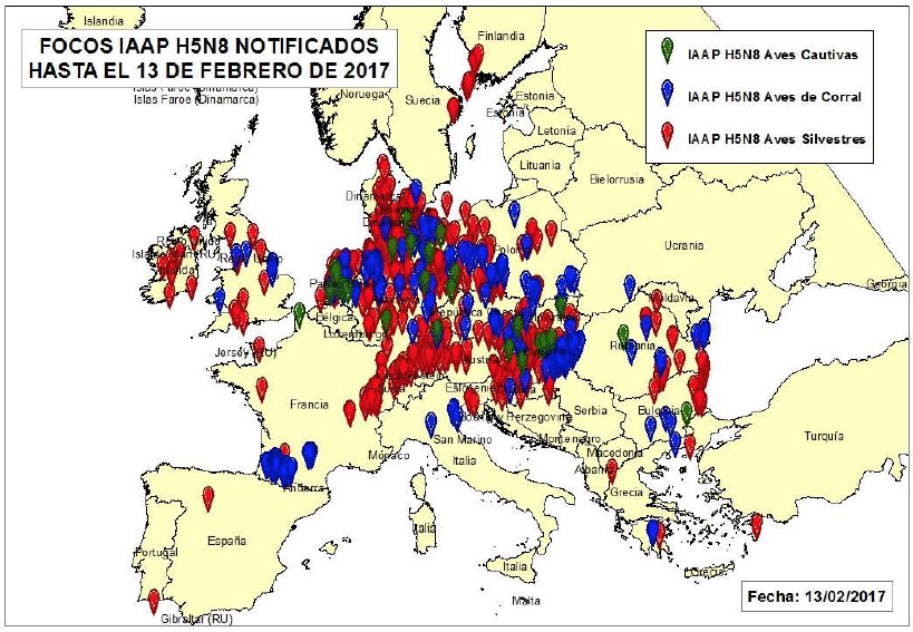 Focos de Influenza aviar altamente patógena H5N8