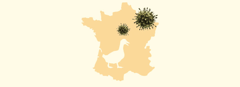 Sacrifican 600.000 aves en Francia por IA