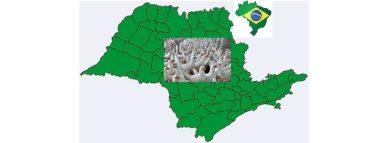 Brasil: Avances en compartimentación del sector avícola