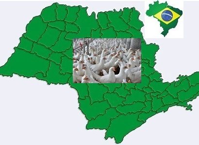 Compartimentación en la industria avícola brasileña