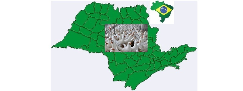 Brasil: Avanços na compartimentação do setor avícola