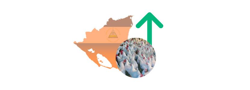 Expectativa de crecimiento de 4% para la producción nicaragüense de carne de ave