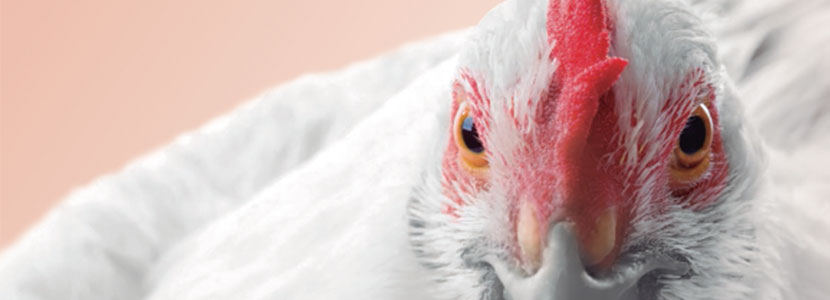 La visión del entorno de los pollos de carne