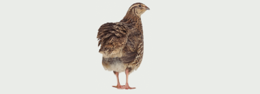 Sistemas de produção de codornas