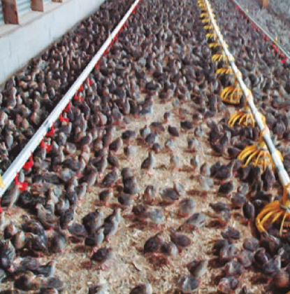 producción avicultura alternativa