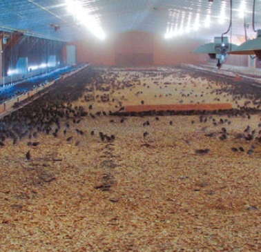 producción avícola alternativa