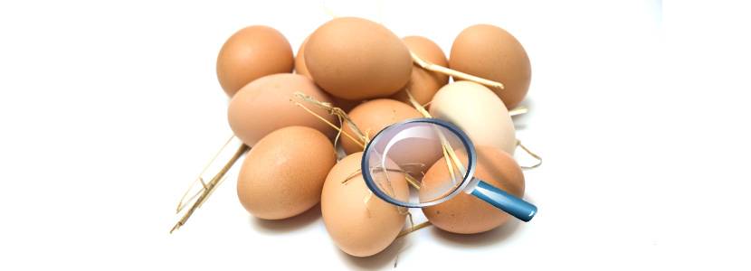etiquetado huevos camperos