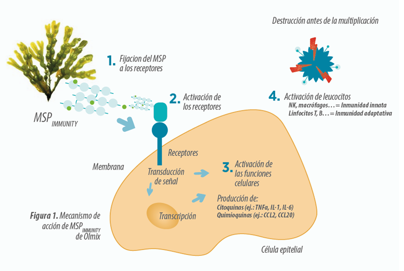 modo de accion MSPIMMUNITY