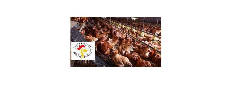 Posición del IPC sobre el uso de antibióticos en la industria avícola