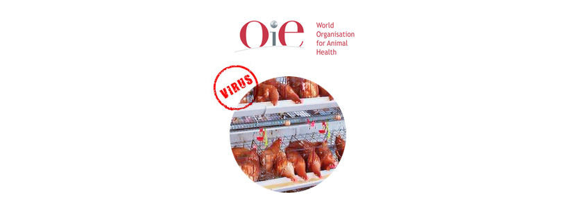 OIE informa brote de influenza aviar altamente patógena en México