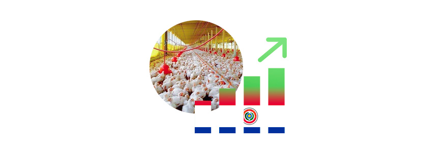 Envíos avícolas paraguayos se incrementaron en 300% en volumen