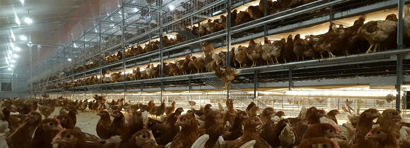 Vencomatic instala material en una granja de gallinas camperas