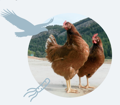 Medidas de Bioseguridad en la Avicultura de Autoconsumo