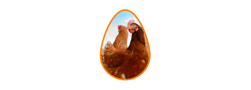 tos tensión golpear Está considerando producir huevos fuera de jaulas? - aviNews, la revista  global de avicultura