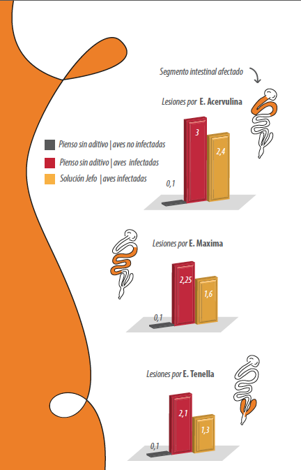 lesiones eimeria