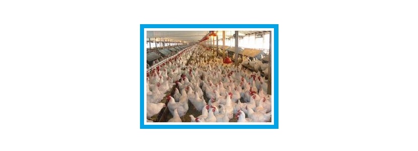 Argentina: Reducirían producción de carne de ave por sobreoferta