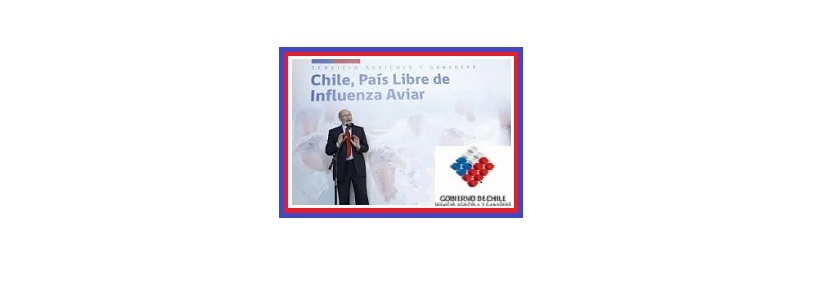 Chile es declarado libre de Influenza Aviar
