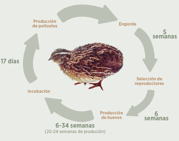 ciclo avícola codornices