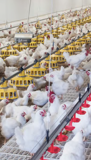 proyecto llave en mano avicultura
