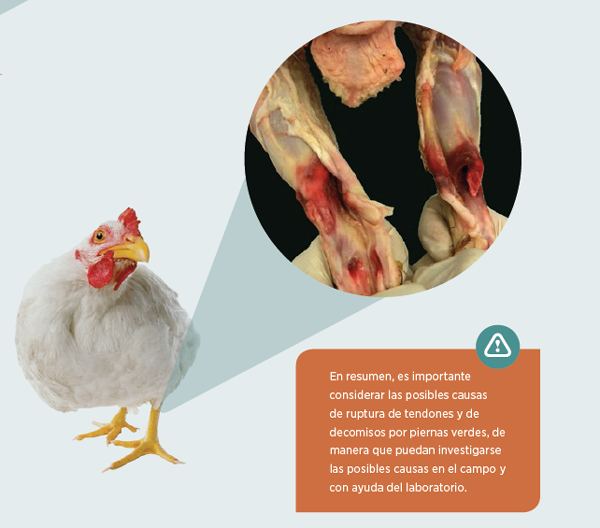 Decomisos por sinovitis asociadas a las patas verdes - aviNews, la revista  global de avicultura