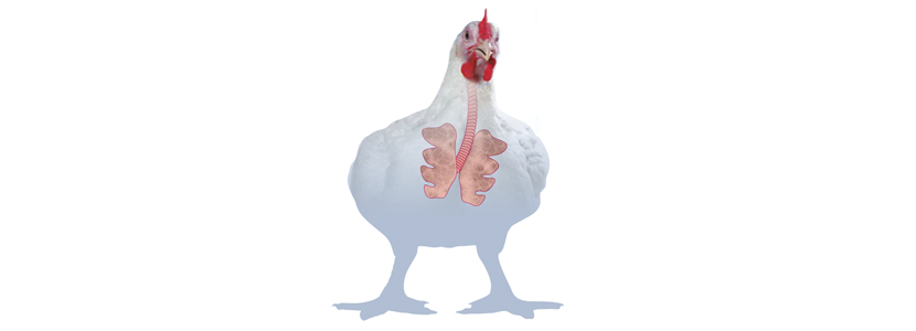 Pneumovirus aviar en el continente americano