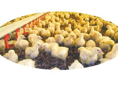 Bolívia Productores bolivianos acuerdan producción máxima de carne de pollo