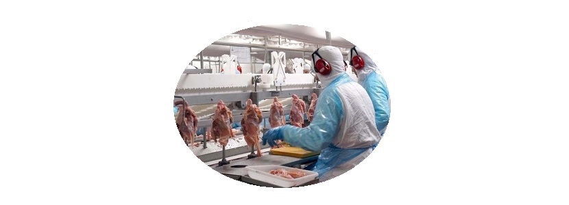 exportações de frango à UE