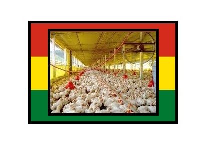 Avicultores bolivianos proponen fijar el precio del pollo