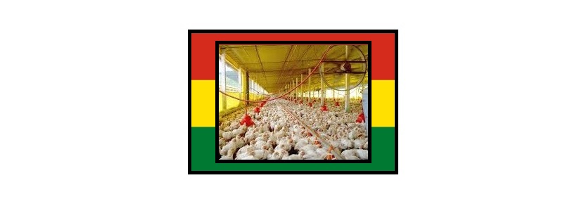 Avicultores bolivianos proponen fijar el precio del pollo