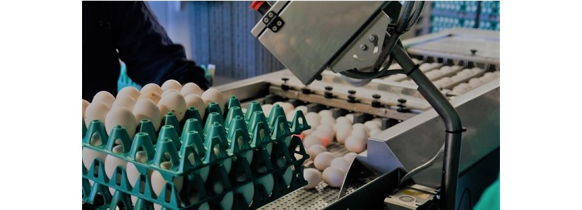 Chile: Producción de huevos registra alza de 4,5% en primer semestre