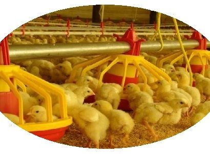 produção avícola nicaraguense