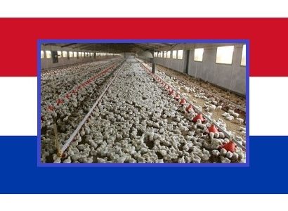Sector avícola paraguayo previene la Influenza Aviar