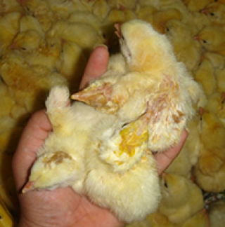 plumas sucias de los pollitos en la incubadora