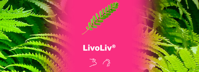 LivoLiv ® hepatoprotector natural